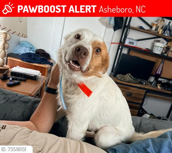 Lost Male Dog last seen rock store, Asheboro, NC 27203