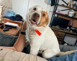 Lost Male Dog last seen rock store, Asheboro, NC 27203