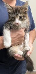 Shelter Stray Male Cat last seen JORDAN RANCH RD / ANAKIN LN, 9150 Union Park Way, Elk Grove, CA 95624, USA