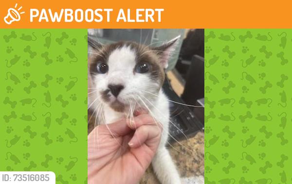 Found/Stray Male Cat last seen Ocean Bluff / Ofelia (Major: Palm/ Goldenwest), Huntington Beach, CA 92648