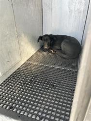 Shelter Stray Female Dog last seen RUBIA DR / SHELDON RD, 9150 Union Park Way, Elk Grove, CA 95624, USA