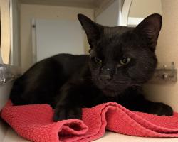Shelter Stray Male Cat last seen Near BLOCK E COLFAX AVE DENVER CO 80206, 1241 W Bayaud Ave, Denver, CO 80223, USA