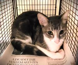 Shelter Stray Male Cat last seen , 1850 W 60th St, Los Angeles, CA 90047, USA