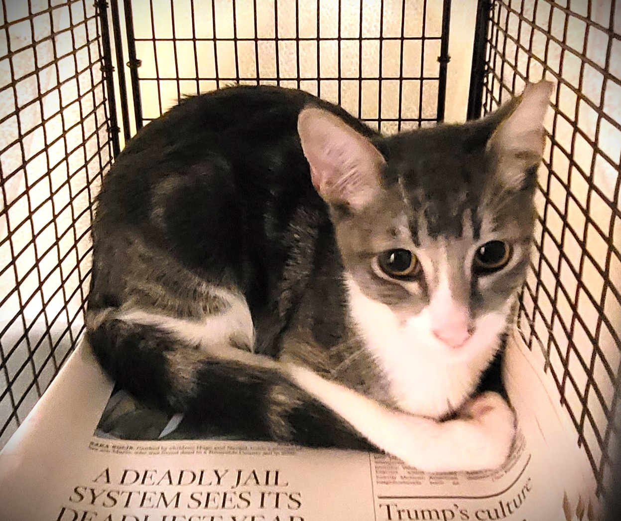 Shelter Stray Male Cat last seen , 1850 W 60th St, Los Angeles, CA 90047, USA