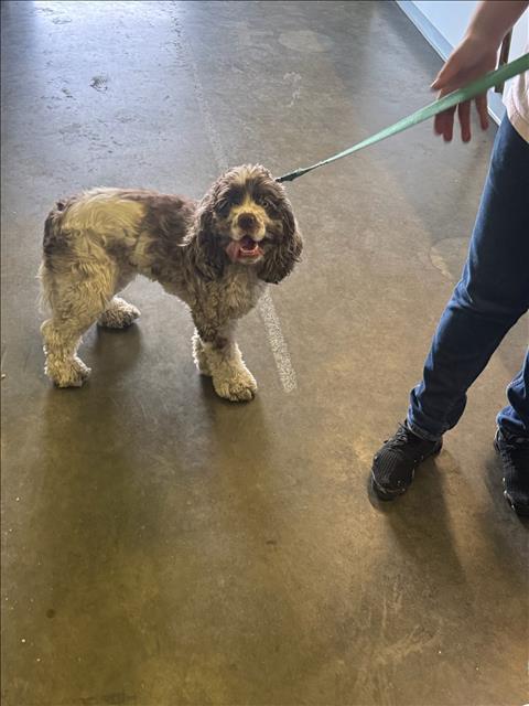 Shelter Stray Male Dog last seen , 1850 W 60th St, Los Angeles, CA 90047, USA