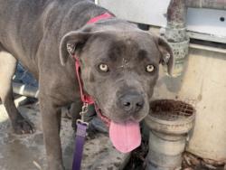 Shelter Stray Female Dog last seen , 1850 W 60th St, Los Angeles, CA 90047, USA