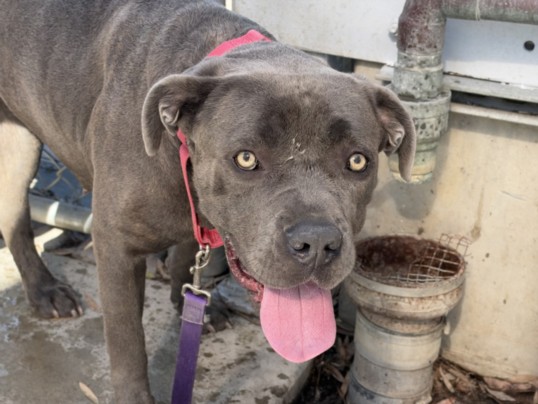 Shelter Stray Female Dog last seen , 1850 W 60th St, Los Angeles, CA 90047, USA