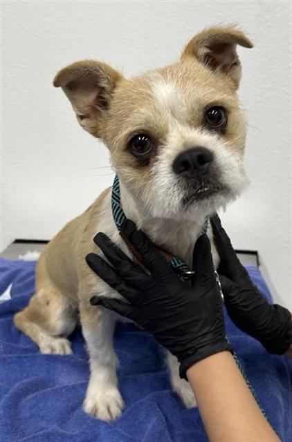 Shelter Stray Male Dog last seen Near BLOCK N SOMMERVILLE DR, FRESNO CA 93720 5420, 5277 E Airways Blvd, Fresno, CA 93727, USA
