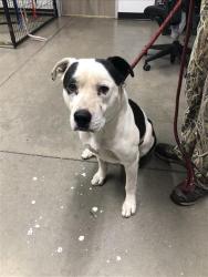 Shelter Stray Male Dog last seen Near BLOCK N PALM AVE, FRESNO CA 93704 4626, 5277 E Airways Blvd, Fresno, CA 93727, USA