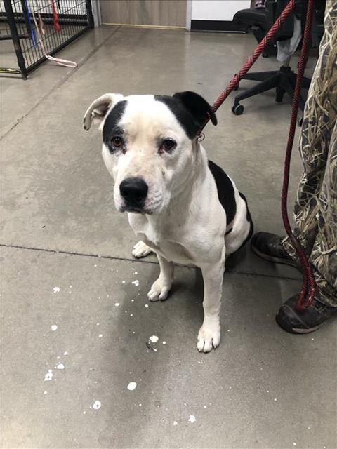 Shelter Stray Male Dog last seen Near BLOCK N PALM AVE, FRESNO CA 93704 4626, 5277 E Airways Blvd, Fresno, CA 93727, USA