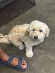 Shelter Stray Male Dog last seen , 1850 W 60th St, Los Angeles, CA 90047, USA