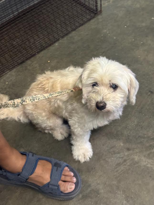 Shelter Stray Male Dog last seen , 1850 W 60th St, Los Angeles, CA 90047, USA