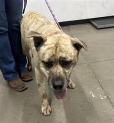 Shelter Stray Male Dog last seen Near UNKNOWN, 5277 E Airways Blvd, Fresno, CA 93727, USA
