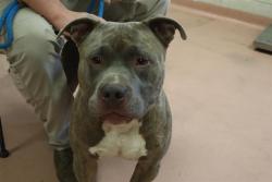 Shelter Stray Male Dog last seen Near BLOCK HEARTWOOD CIR, 127 Humane Ln, Columbia, SC 29201, USA