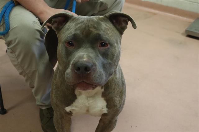 Shelter Stray Male Dog last seen Near BLOCK HEARTWOOD CIR, 127 Humane Ln, Columbia, SC 29201, USA