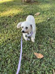 Reunited Female Dog last seen Fonden, Houston, TX 77071
