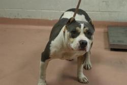 Shelter Stray Female Dog last seen Near BLOCK TERRY ST, 127 Humane Ln, Columbia, SC 29201, USA