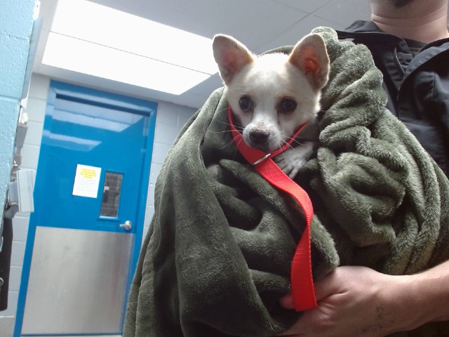 Shelter Stray Male Dog last seen Near BLOCK SHIRE SW, 11800 Sunset Gardens Rd SW, Albuquerque, NM 87121, USA