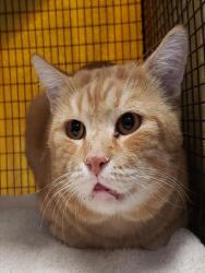 Shelter Stray Male Cat last seen , 4000 N Silverbell Rd, Tucson, AZ 85745, USA