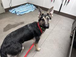 Shelter Stray Female Dog last seen , 4000 N Silverbell Rd, Tucson, AZ 85745, USA