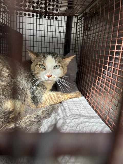 Shelter Stray Male Cat last seen , 4000 N Silverbell Rd, Tucson, AZ 85745, USA