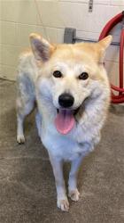 Shelter Stray Female Dog last seen CAVALIER WAY & AMHERST ST, 2127 Front St, Sacramento, CA 95818, USA