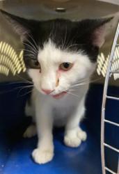 Shelter Stray Male Cat last seen MACK RD & VALLEY HI DR, 2127 Front St, Sacramento, CA 95818, USA