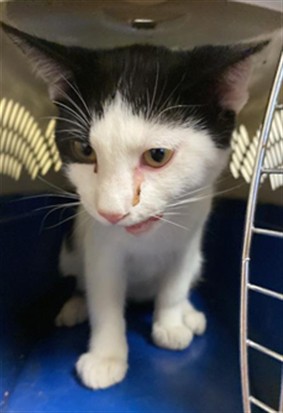 Shelter Stray Male Cat last seen MACK RD & VALLEY HI DR, 2127 Front St, Sacramento, CA 95818, USA