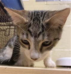 Shelter Stray Male Cat last seen MACK RD & VALLEY HI DR, 2127 Front St, Sacramento, CA 95818, USA