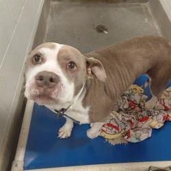 Shelter Stray Female Dog last seen Near BLOCK OLD MONROVIA ROAD, 4950 SW Triana Blvd, Huntsville, AL 35805, USA