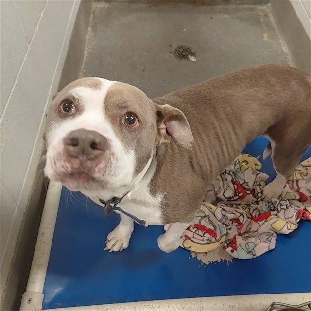 Shelter Stray Female Dog last seen Near BLOCK OLD MONROVIA ROAD, 4950 SW Triana Blvd, Huntsville, AL 35805, USA