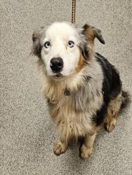 Shelter Stray Male Dog last seen TOLEDO LANDING, 4950 SW Triana Blvd, Huntsville, AL 35805, USA