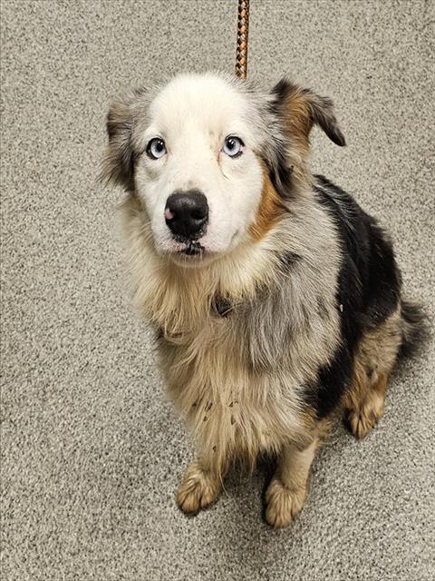 Shelter Stray Male Dog last seen TOLEDO LANDING, 4950 SW Triana Blvd, Huntsville, AL 35805, USA