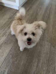 Lost Male Dog last seen Day, Perris, CA 92570