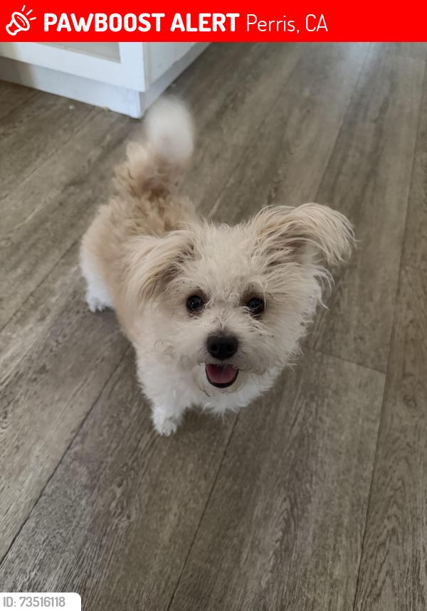 Lost Male Dog last seen Day, Perris, CA 92570