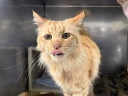 Shelter Stray Male Cat last seen Near BLOCK SE 163RD ST, RENTON WA 98058, 21615 64th Ave S, Kent, WA 98032, USA