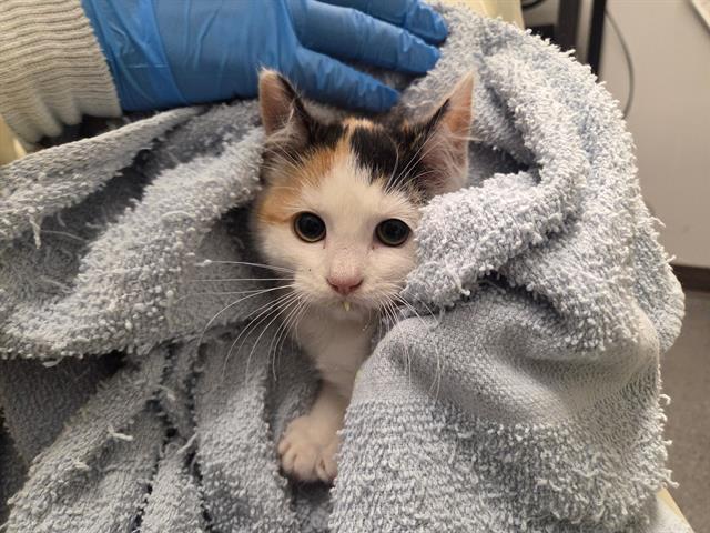 Shelter Stray Female Cat last seen Near BLOCK S 180TH ST, TUKWILA WA 98188, 21615 64th Ave S, Kent, WA 98032, USA