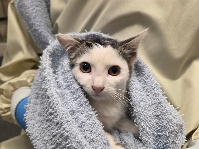 Shelter Stray Male Cat last seen Near BLOCK S 180TH ST, TUKWILA WA 98188, 21615 64th Ave S, Kent, WA 98032, USA