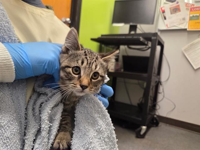 Shelter Stray Male Cat last seen Near BLOCK S 180TH ST, TUKWILA WA 98188, 21615 64th Ave S, Kent, WA 98032, USA