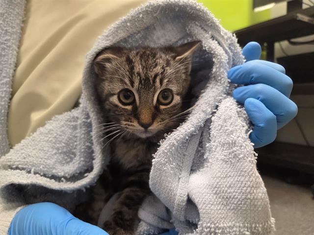Shelter Stray Male Cat last seen Near BLOCK S 180TH ST, TUKWILA WA 98188, 21615 64th Ave S, Kent, WA 98032, USA