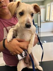 Shelter Stray Female Dog last seen Near BLK MARTIN LUTHER KING JR AVE, LONG BEACH, CA 90813, 7700 E Spring St, Long Beach, CA 90815, USA
