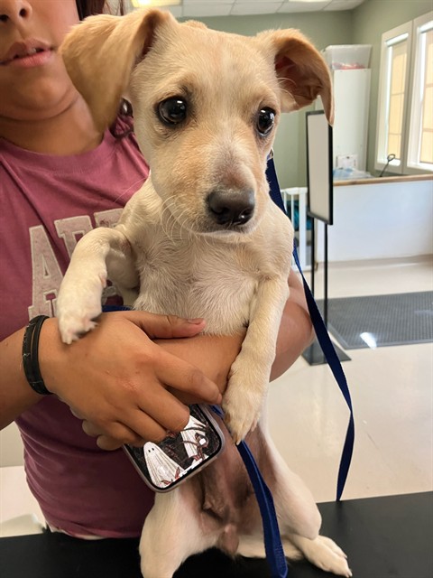 Shelter Stray Female Dog last seen Near BLK MARTIN LUTHER KING JR AVE, LONG BEACH, CA 90813, 7700 E Spring St, Long Beach, CA 90815, USA