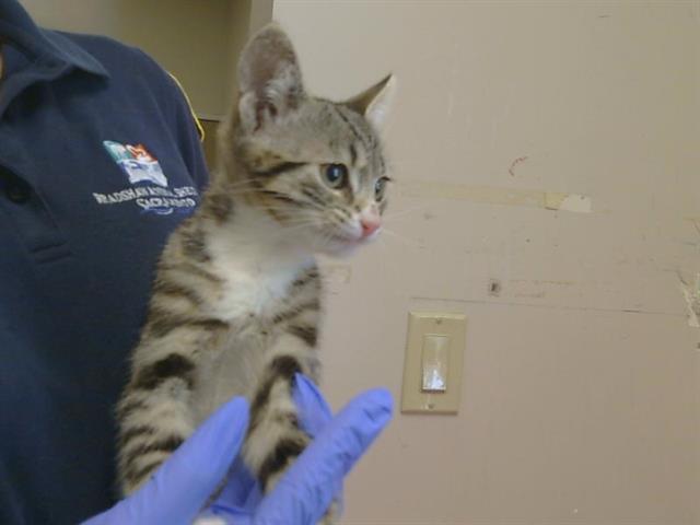 Shelter Stray Female Cat last seen A PKWY/FOREST PKWY, 95823, 3839 Bradshaw Rd, Sacramento, CA 95827, USA