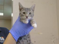 Shelter Stray Female Cat last seen A PKWY/FOREST PKWY, 95823, 3839 Bradshaw Rd, Sacramento, CA 95827, USA