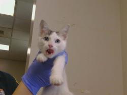 Shelter Stray Male Cat last seen A PKWY/FOREST PKWY, 95823, 3839 Bradshaw Rd, Sacramento, CA 95827, USA