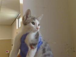 Shelter Stray Female Cat last seen A PKWY/FOREST PKWY, 95823, 3839 Bradshaw Rd, Sacramento, CA 95827, USA