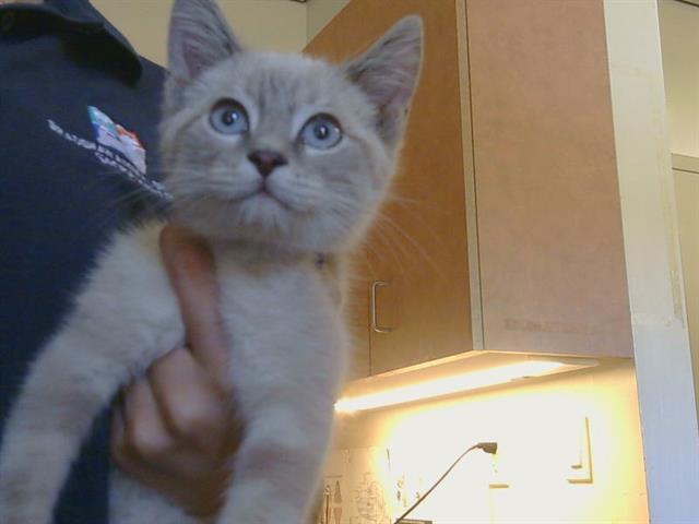 Shelter Stray Male Cat last seen ARLISSON DR/BRADSHAW RD, 95827, 3839 Bradshaw Rd, Sacramento, CA 95827, USA