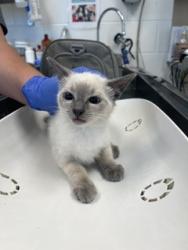 Shelter Stray Female Cat last seen ELON, 221 Stone Quarry Rd, Burlington, NC 27217, USA