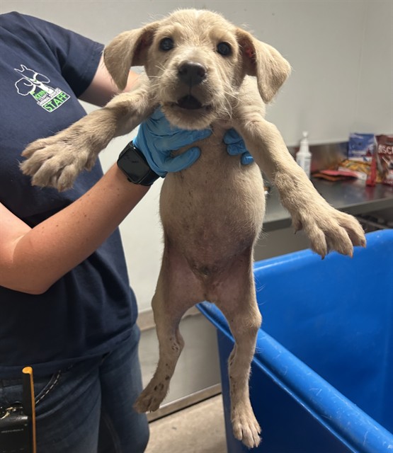 Shelter Stray Male Dog last seen Near BLOCK S VINELAND RD, BAKERSFIELD CA 93307, 3951 Fruitvale Ave, Bakersfield, CA 93308, USA