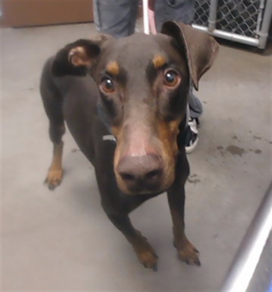 Shelter Stray Male Dog last seen OLIVE AVE AND 67TH AVE, 2500 S 27th Ave, Phoenix, AZ 85009, USA